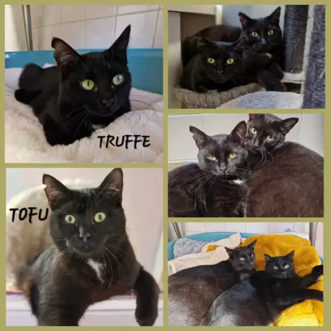 Truffe Et Tofu