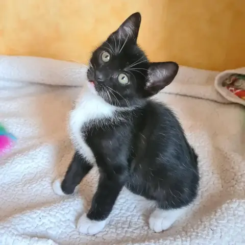 Biscuit