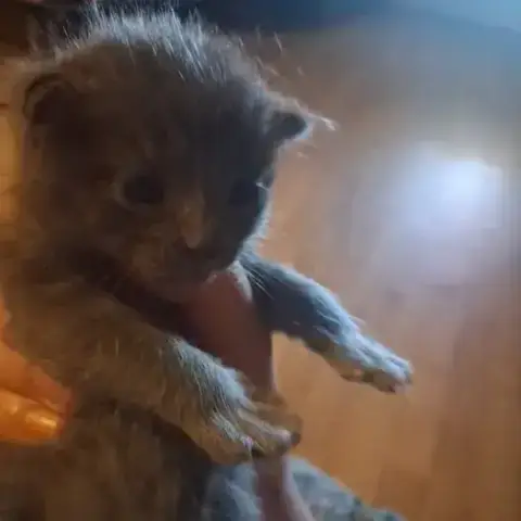 Peluche