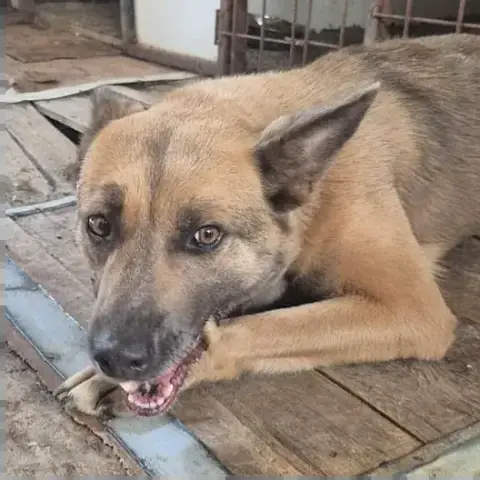 Fiona