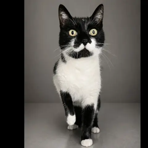 Balthazar