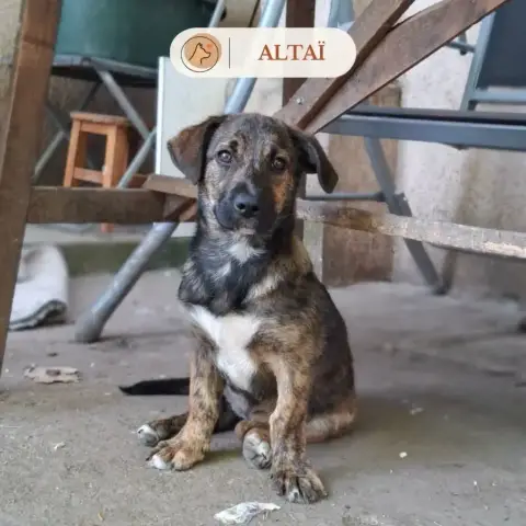 Altaï