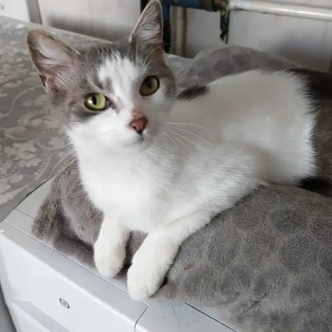 Lola