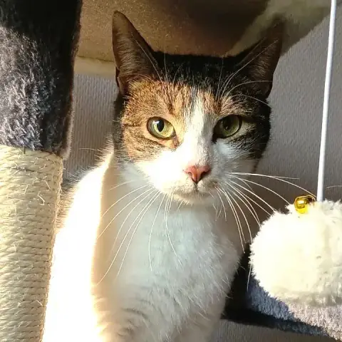 Daisy