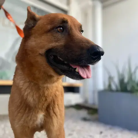 Diego