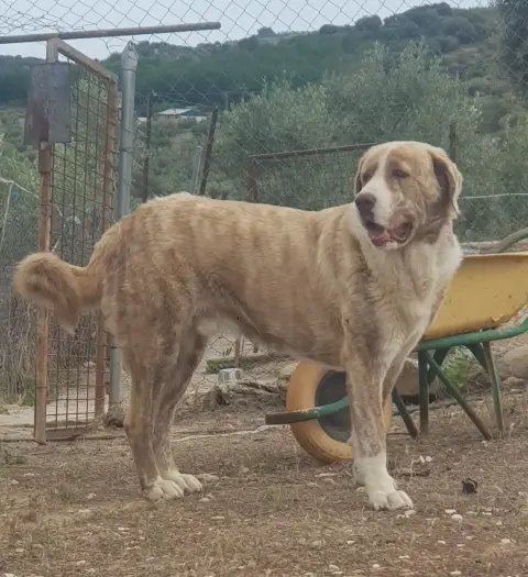 Ludo