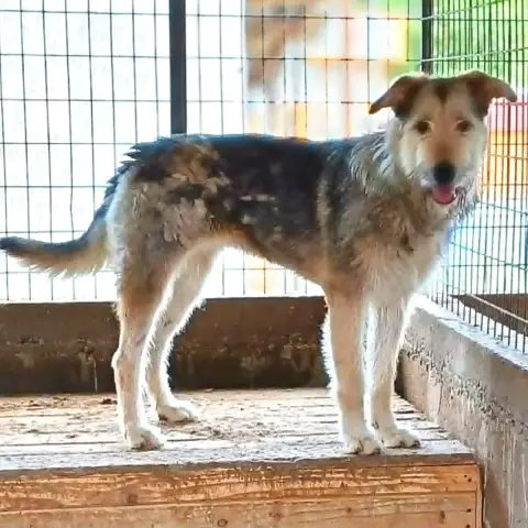Sierra