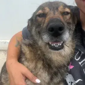 Shany