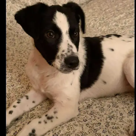 Kira