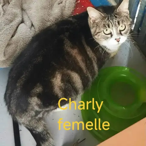 Charly