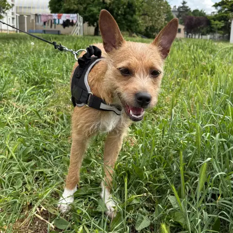 Coco