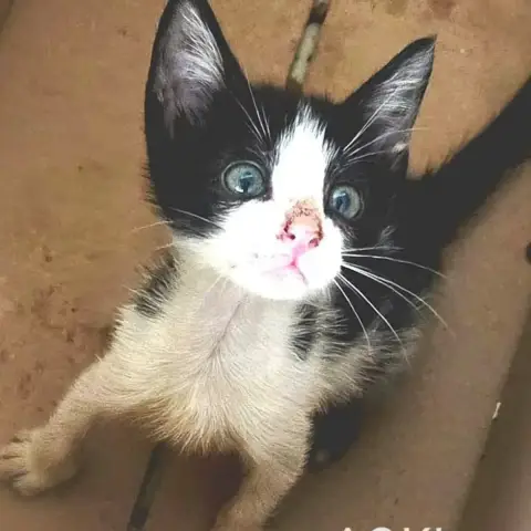 Aoki