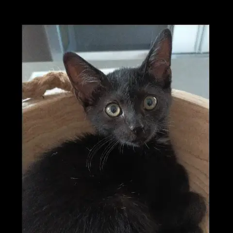 Boulette photo 2