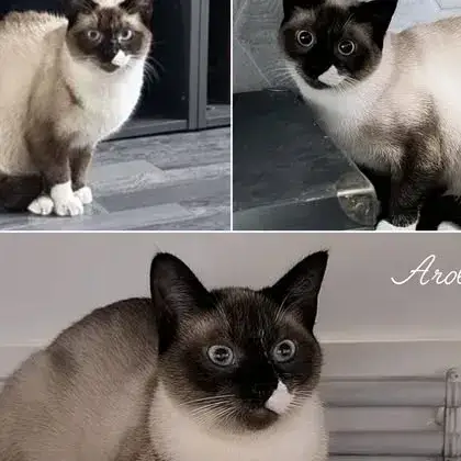 Arold