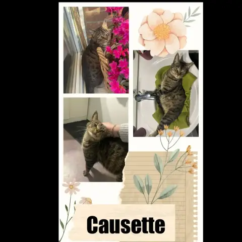Causette