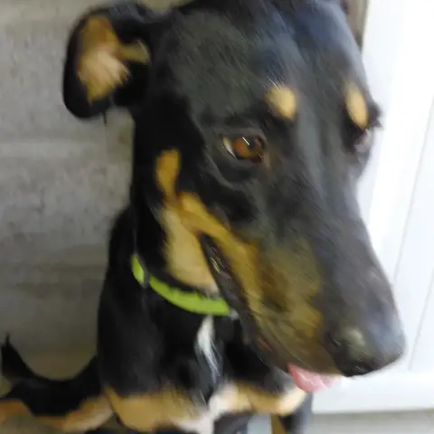 Koka photo 2