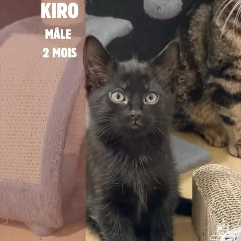 Kiro