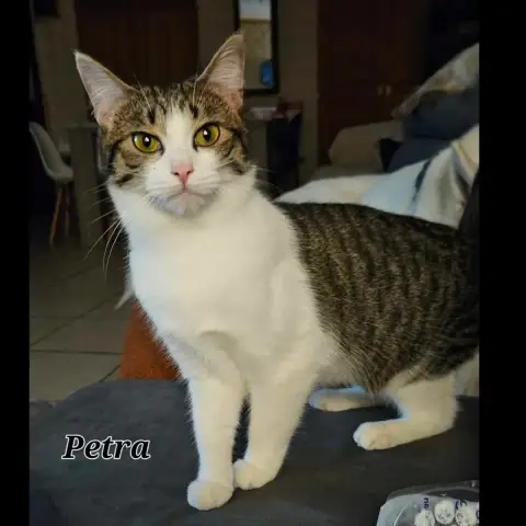 Pétra