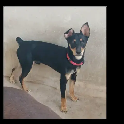 Aldo