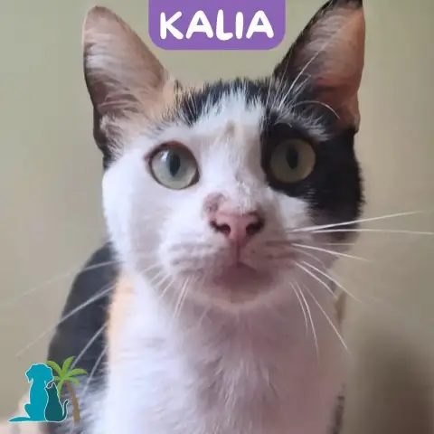 Kalia