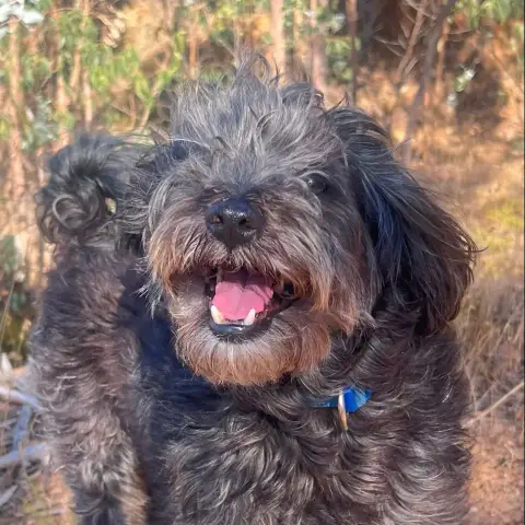 Samu
