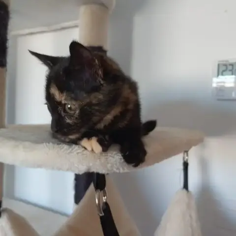 Rita
