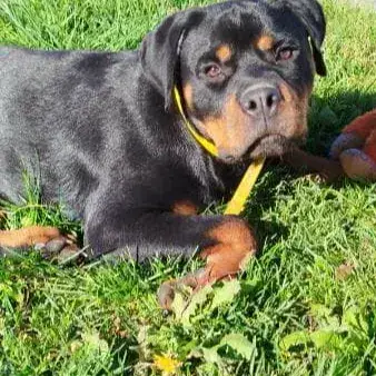 Ali