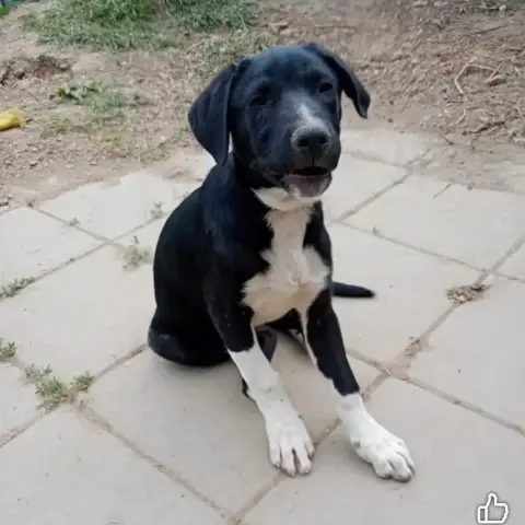 Milo photo 2