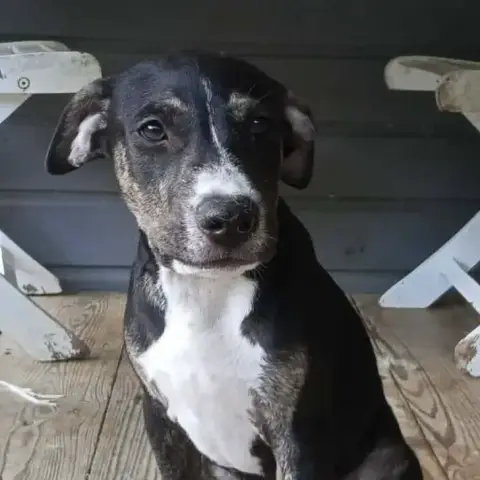 Darwin photo 2