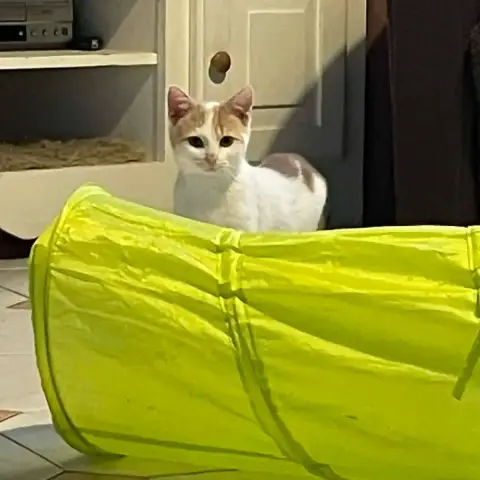 Caramel