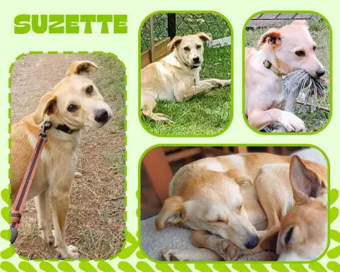 Suzette