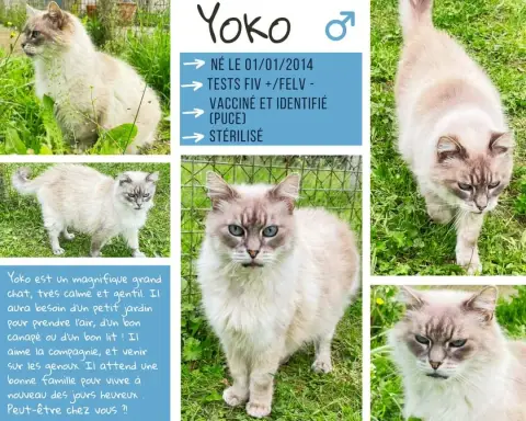 Yoko