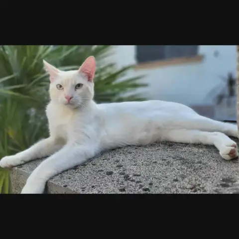 Caramel