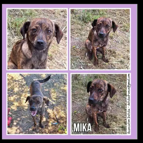 Mika