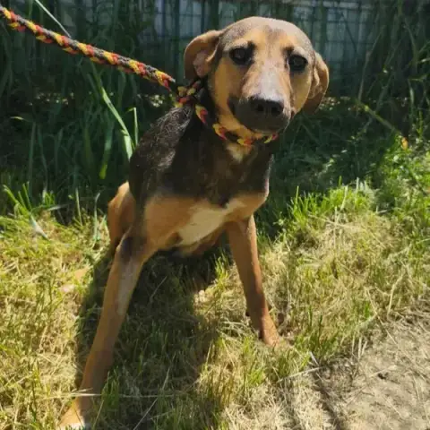 Janka