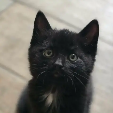 Roberto