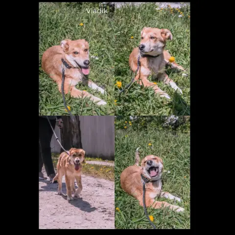 Vladik