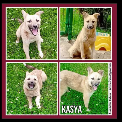 Kasya