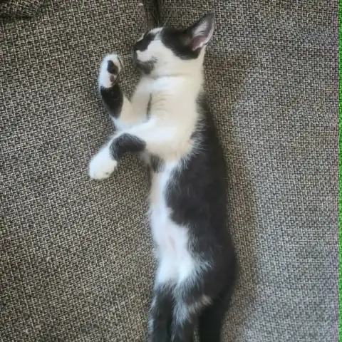 Suki photo 2