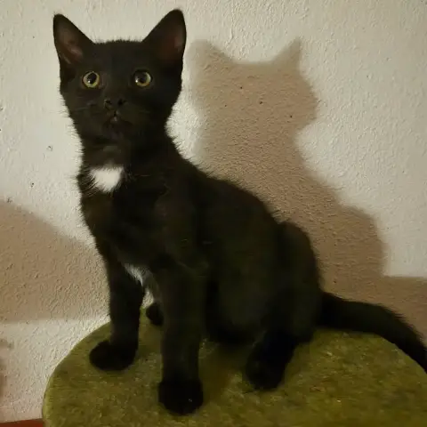 Louna