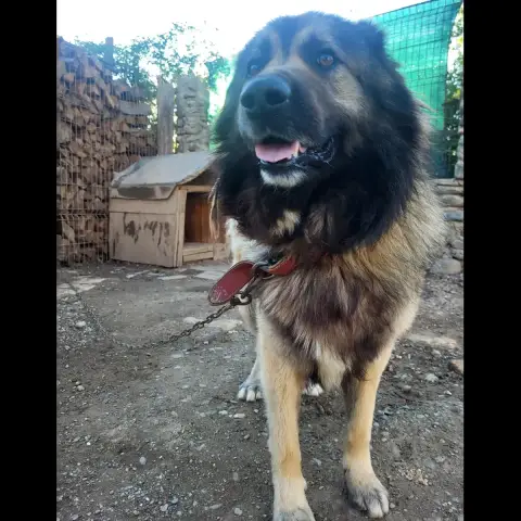 Teddy photo 2
