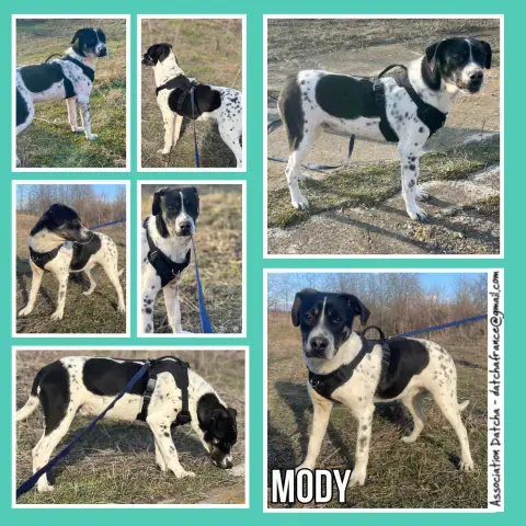 Mody