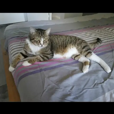 Sylvestre photo 3