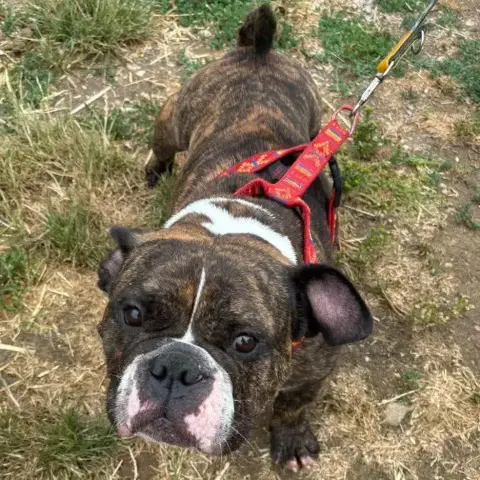 Lil Monster