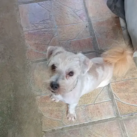Bamby
