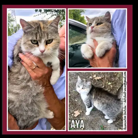 Aya