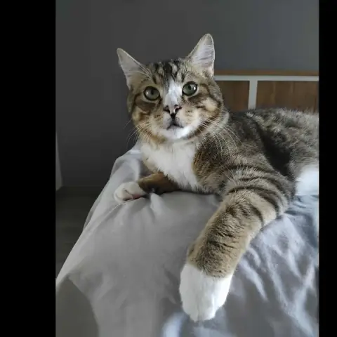 Sylvestre
