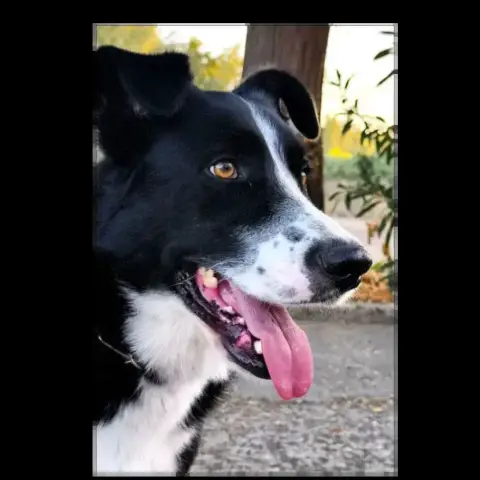 Rey