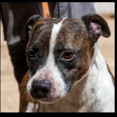 Bolo