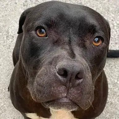 Xena